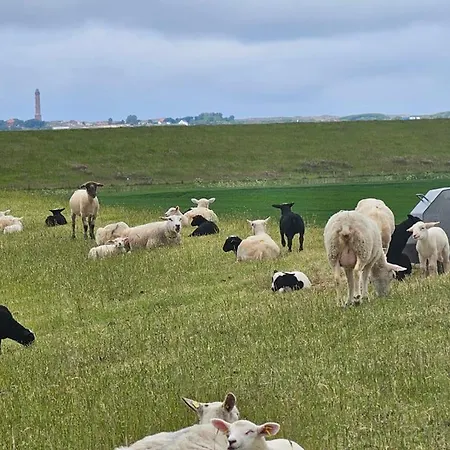 Golfkate Eagle Semesterbostad